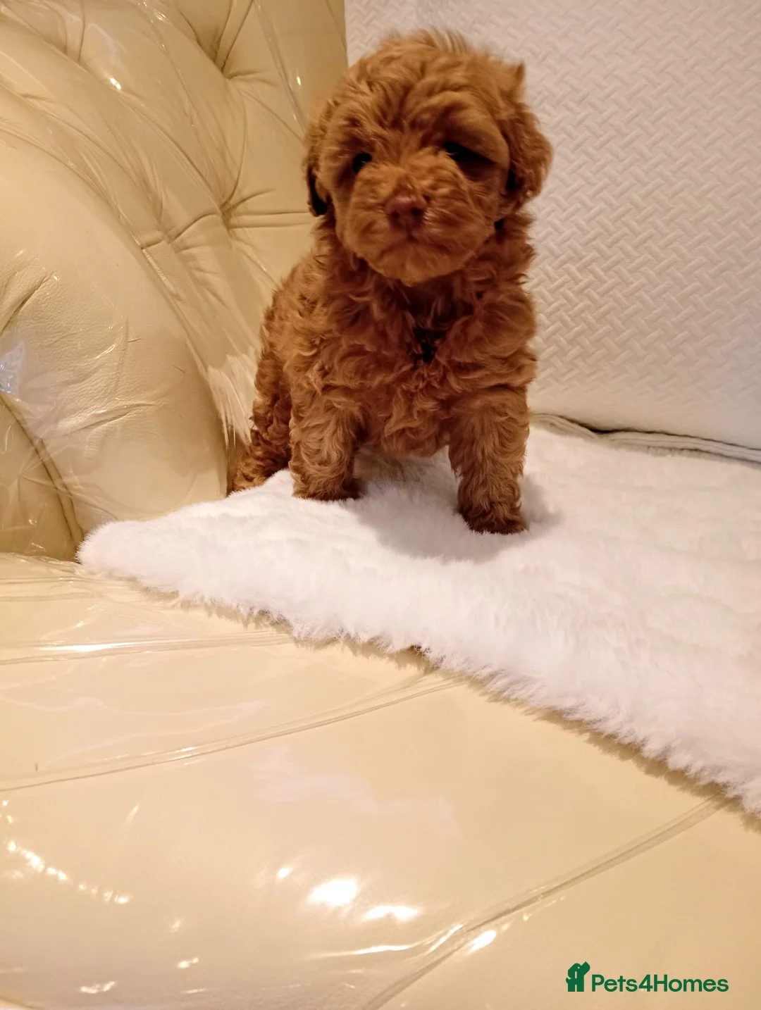 Maltipoo dogs for sale: Beautiful maltipoo boy - Advert 2