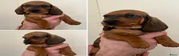 Dachshund dogs for sale: Standard Smooth Coat Dachshunds in Diss - Advert 13
