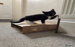 Domestic Shorthair cats for sale: Two Black and white 12wk old girls - Image 5