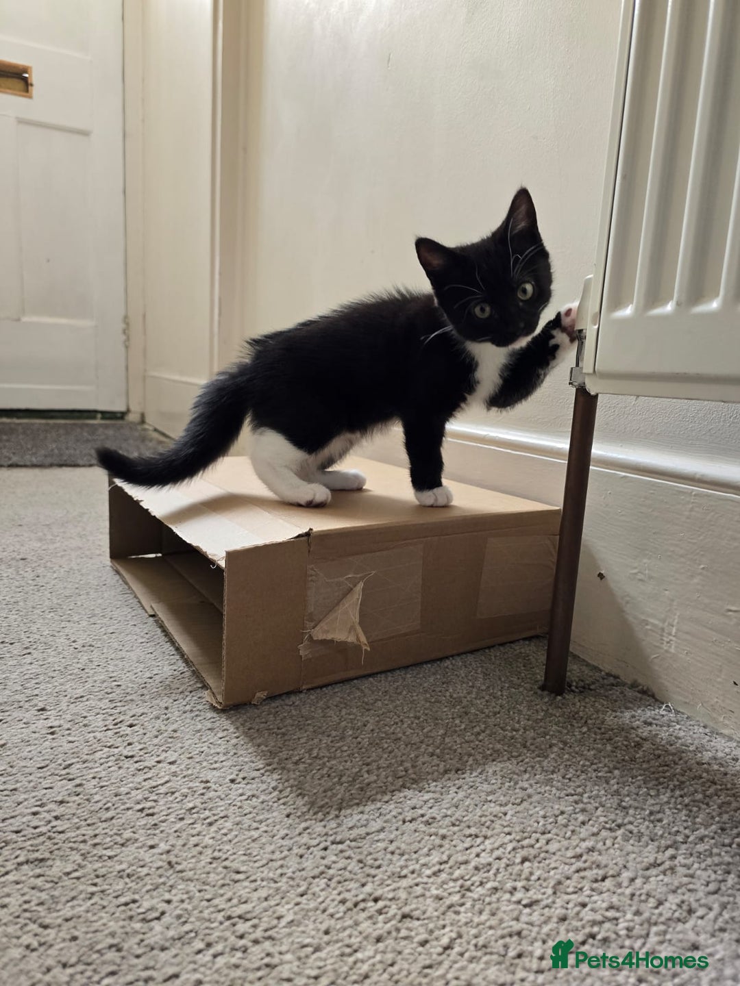 Domestic Shorthair cats for sale: Two Black and white 12wk old girls - Image 5