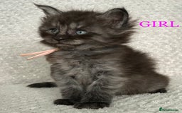 Maine Coon cats for sale: MaineCoon Kittens For Sale Black Smoke - Image 3