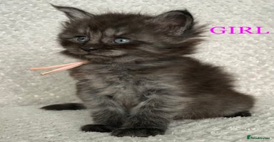 Maine Coon cats - Advert 6