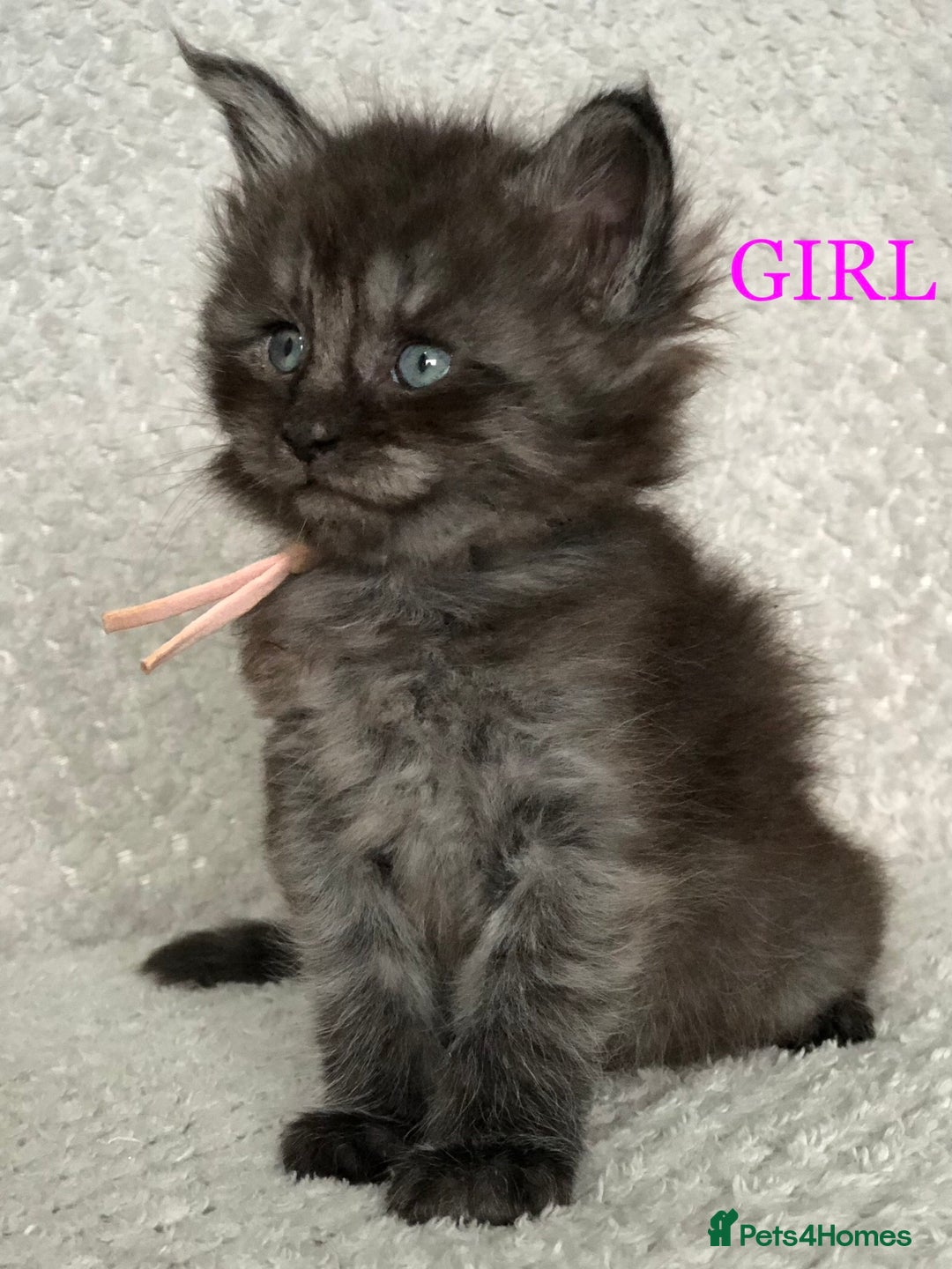 Maine Coon cats for sale: MaineCoon Kittens For Sale Black Smoke - Image 3