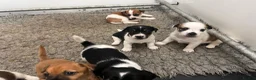 Jack Russell dogs for sale: Beautiful Jack Russell’s  - Advert 11