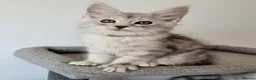 Maine Coon cats for sale: Tica registered maine coon kittens  - Advert 28