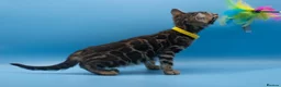 Bengal cats for sale: TICA Registered Bengal Kittens – Truly Magnificent - Advert 17