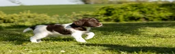 English Springer Spaniel dogs for sale: Fourth generation home bred puppies. in Whitchurch - Advert 8