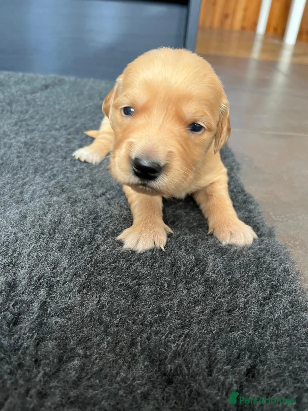 Golden Retriever dogs for sale: Kennel Club Health Tested Golden Retriever Puppies - Advert 16