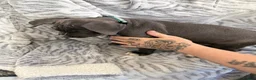 Cane Corso dogs for sale: Cane corso puppies - Advert 7