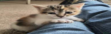 Kittie 3