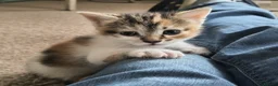 Mixed Breed cats for sale: GORGEOUS CALICO SISTERS! - Advert 16