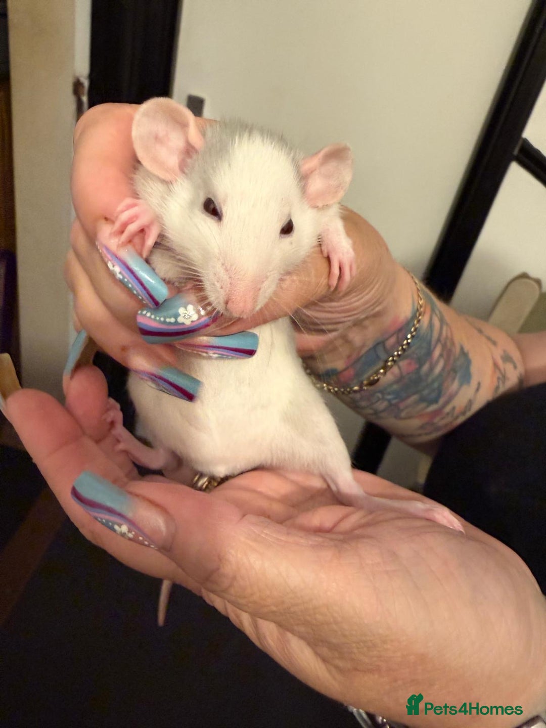 Rat rodents for sale: Beautiful Dumbo baby rats  - Image 11