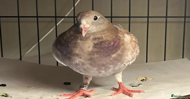 Mixed Breed birds - Advert 3