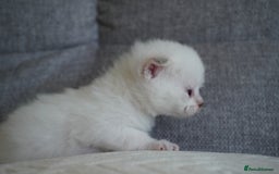 Scottish Fold cats for sale: Scottish Fold kittens  - Image 3