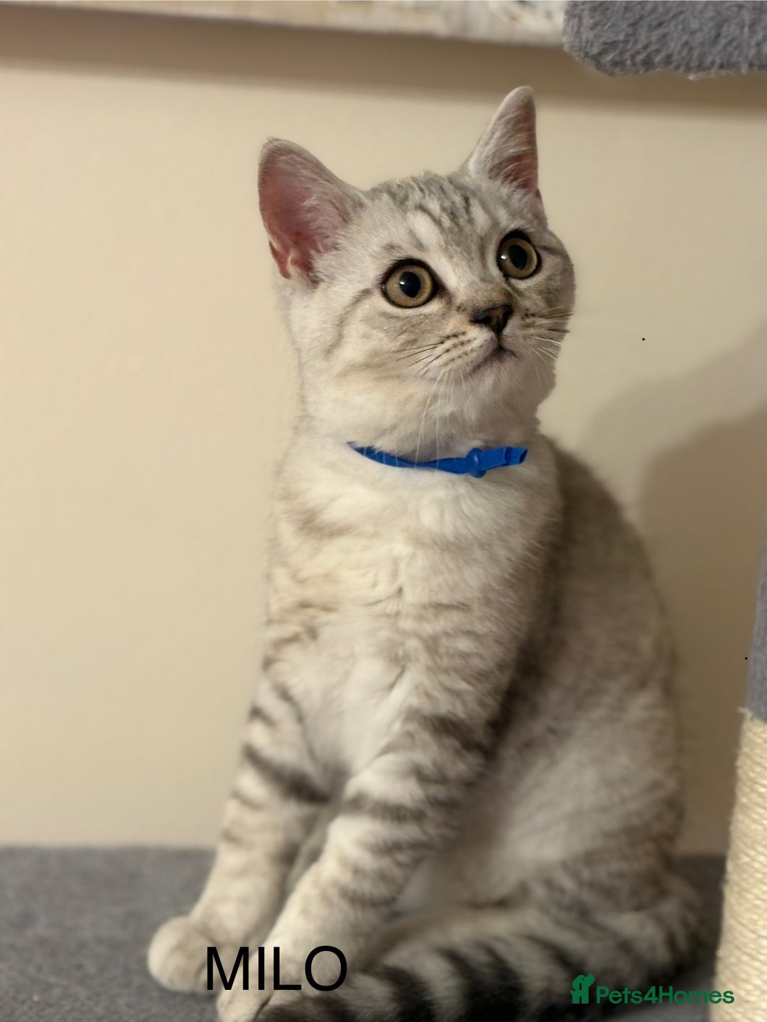 British Shorthair cats for sale: Pedigree|Champion Lines|GCCF Registered| - Image 3