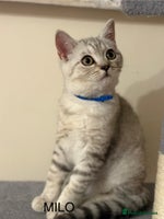 British Shorthair cats Pedigree|Champion Lines|GCCF Registered| - Advert 3