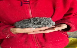 Guinea Pig rodents for sale: Texel and Lunkarya Guinea Pigs - Image 7