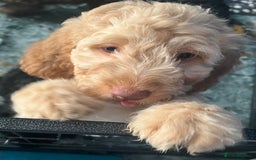 Cockapoo dogs for sale: F2B Cockapoos🐾2 left ready to leave🏡 in Leeds - Image 5