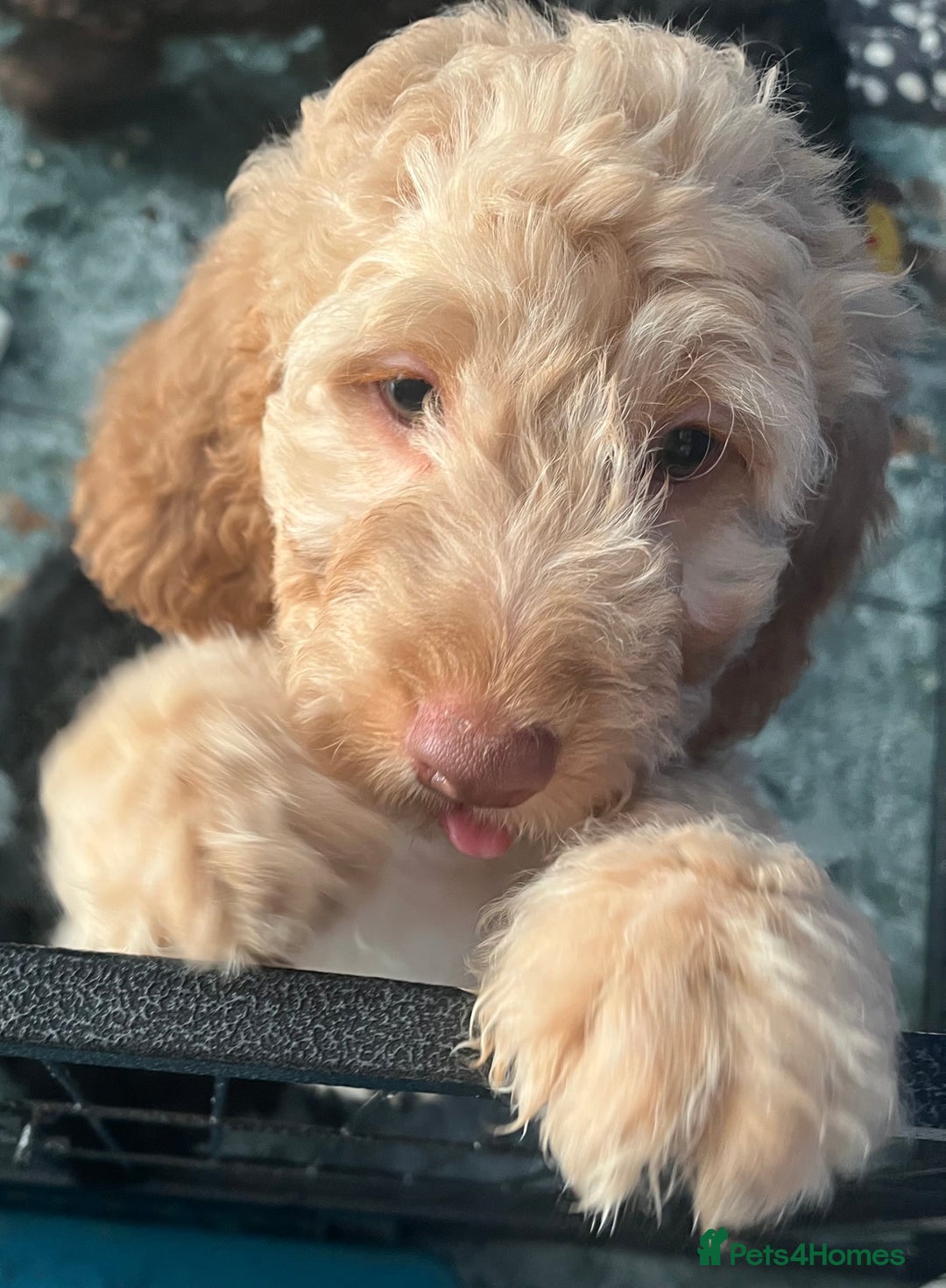 Cockapoo dogs for sale: F2B Cockapoos🐾2 left ready to leave🏡 in Leeds - Image 5