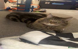 British Longhair cats for sale: 2 Year Old Domestic Long Hair - Image 4