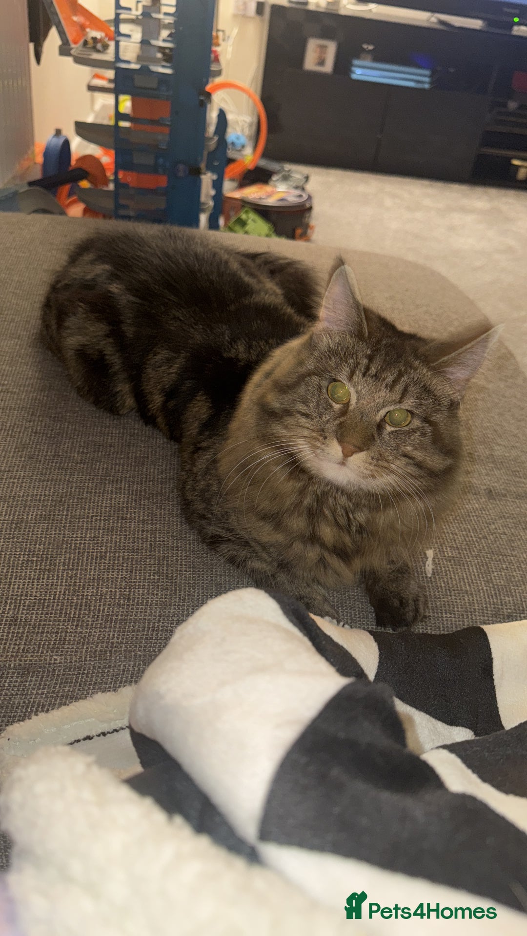 British Longhair cats for sale: 2 Year Old Domestic Long Hair - Image 4