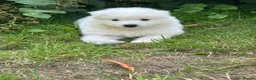 Samoyed dogs for sale:     Adorable Samoyed Puppies Looking for 5★ Homes - Advert 4