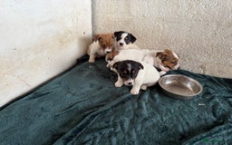Jack Russell dogs for sale:  Jack Russell puppies ready now  - Image 8
