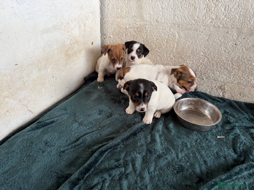 Jack Russell dogs for sale:  Jack Russell puppies ready now  - Image 8