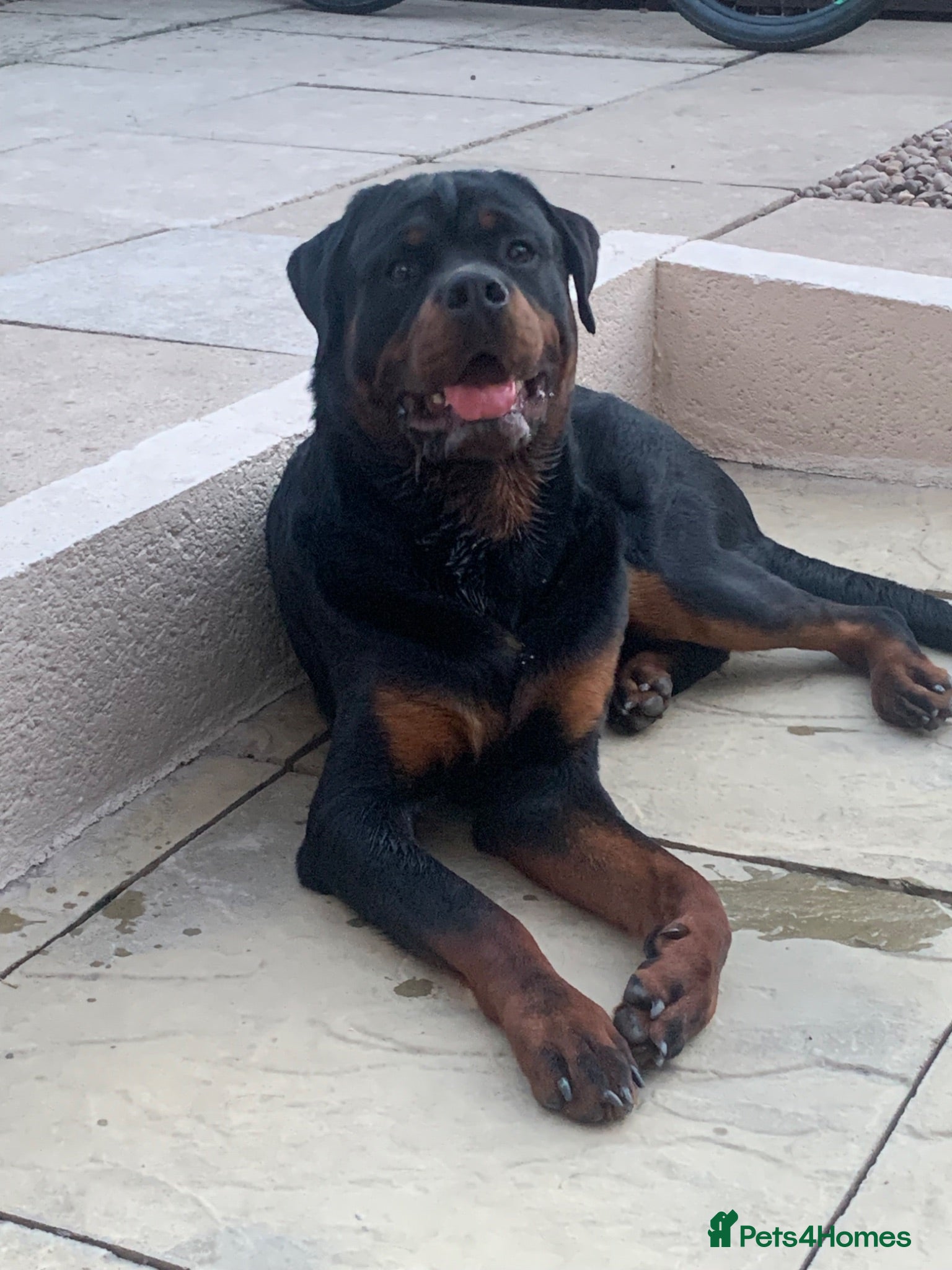 Rottweiler dogs AMAZING 9 MONTH OLD PEDIGREE BOY - Advert 1
