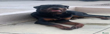 Rottweiler 1