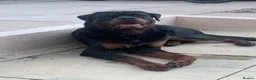 Rottweiler dogs for sale: AMAZING 9 MONTH OLD PEDIGREE BOY - Advert 1