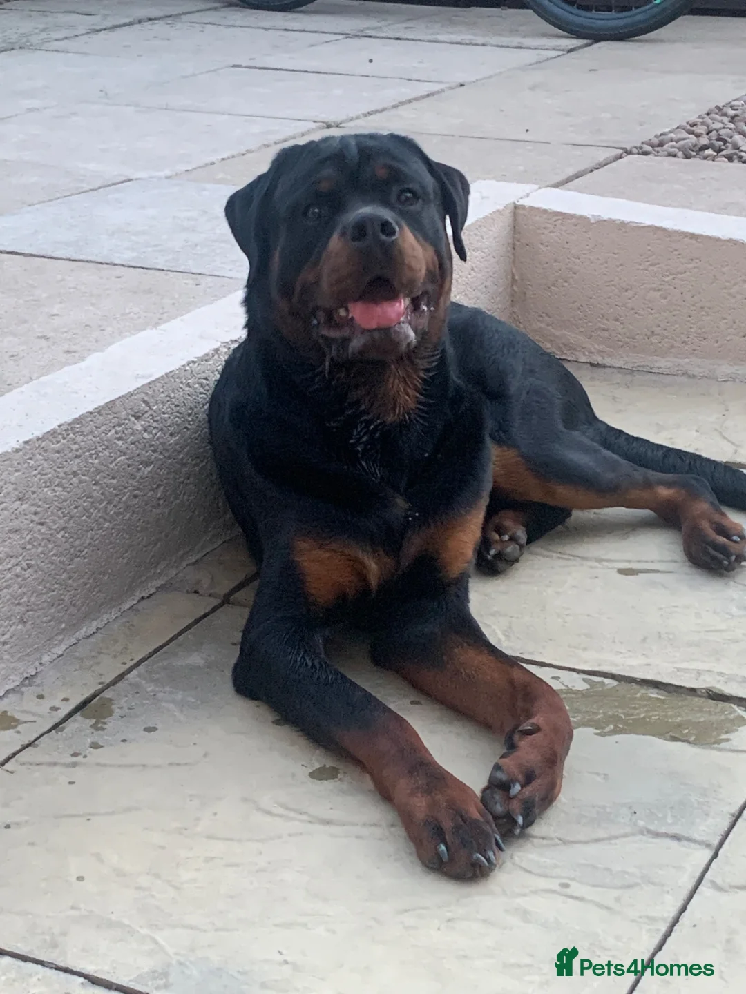 Rottweiler dogs for sale: AMAZING 9 MONTH OLD PEDIGREE BOY - Advert 1
