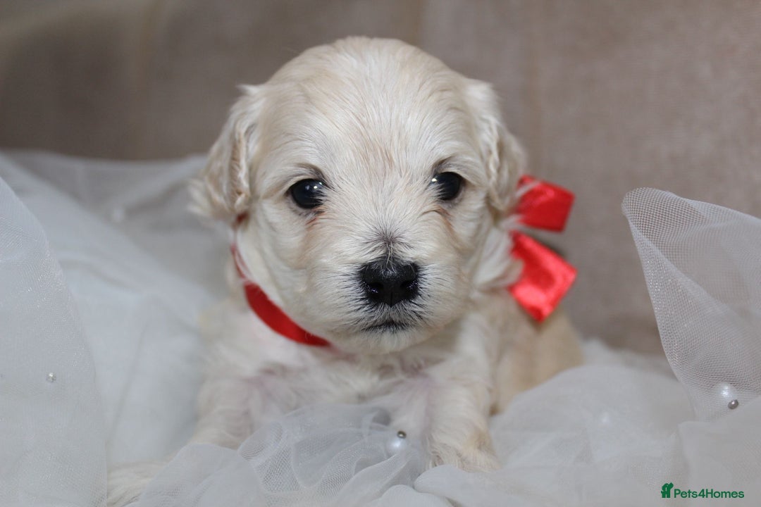 Maltipoo dogs for sale: F1 small Maltipoo puppies - Image 12