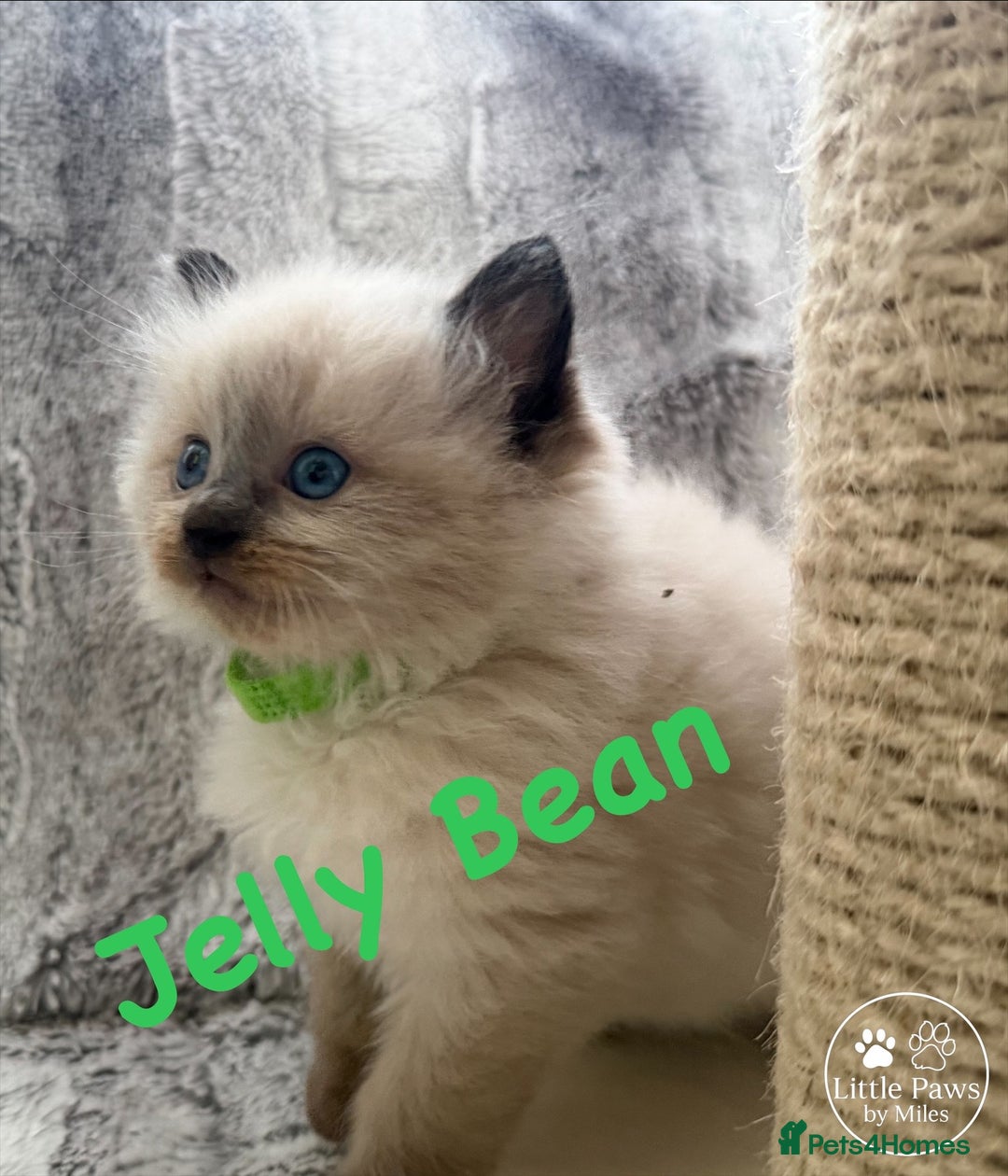 Ragdoll cats for sale: GCCF Exceptional Pedigree Ragdolls 🌸 - Advert 23