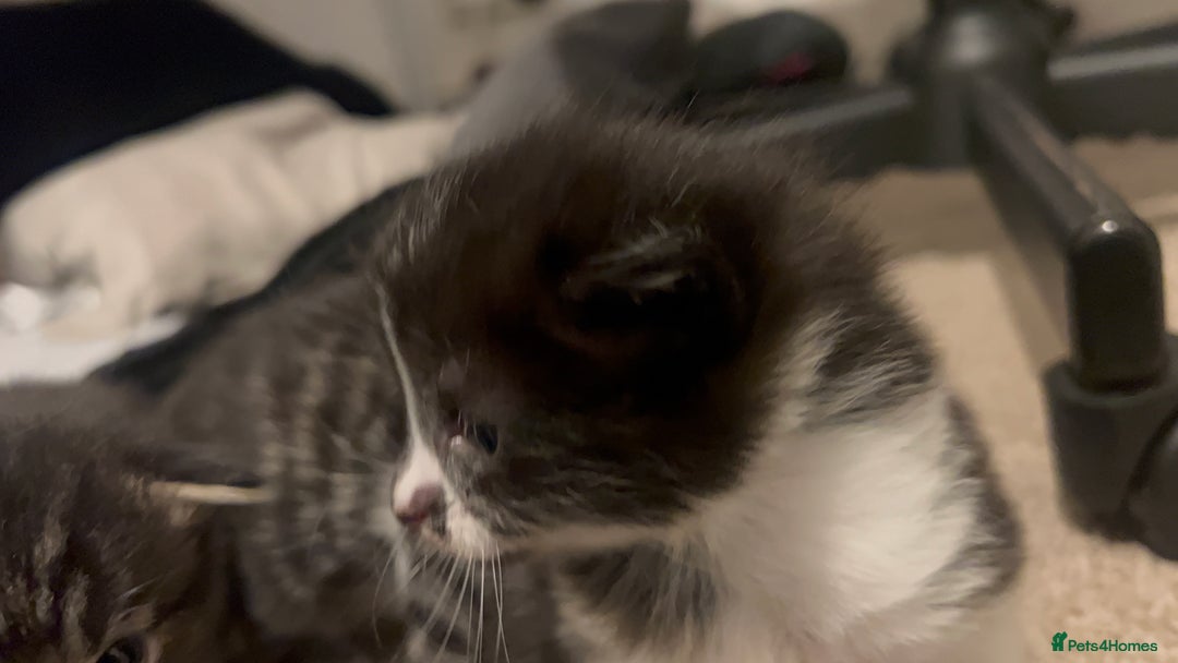 Mixed Breed cats for sale: 4 beautiful kittens 2 female 2 male - Advert 17