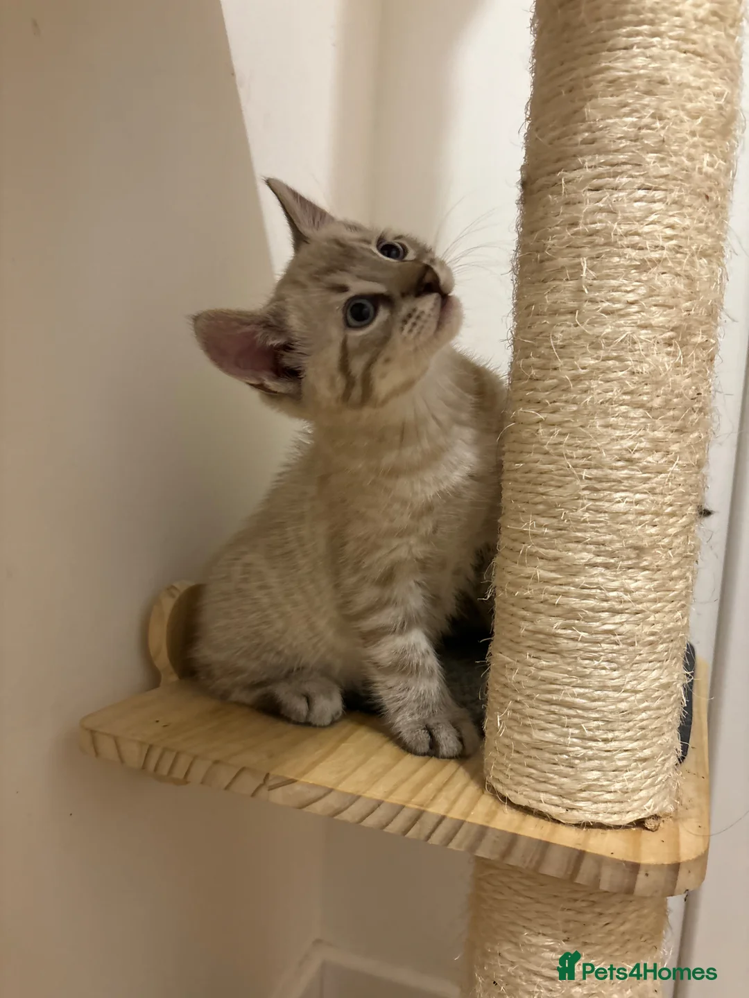 Bengal cats for sale: Bengal kittens - Advert 2