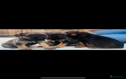Border Terrier dogs for sale: Border Terrier puppies - Image 16