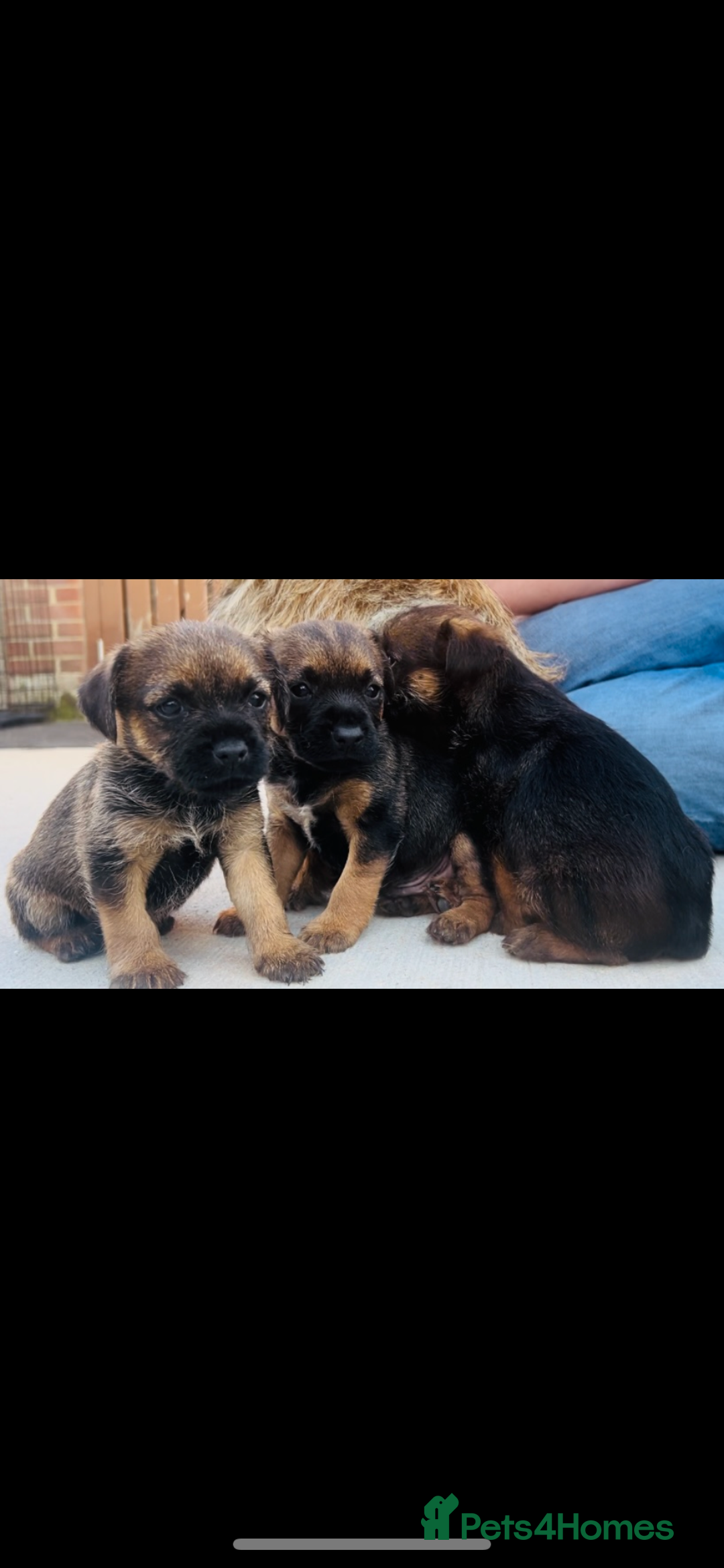 Border Terrier dogs for sale: Border Terrier puppies - Image 16