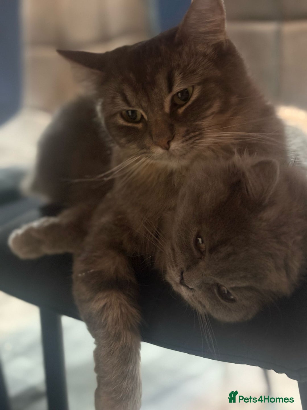 Norwegian Forest Cat cats for sale: X1 Norwegian and x1 British long hair - Image 3