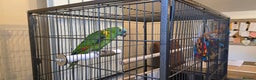 Parrots birds for sale: Yellow Headed Amazon Parrot   - Advert 3