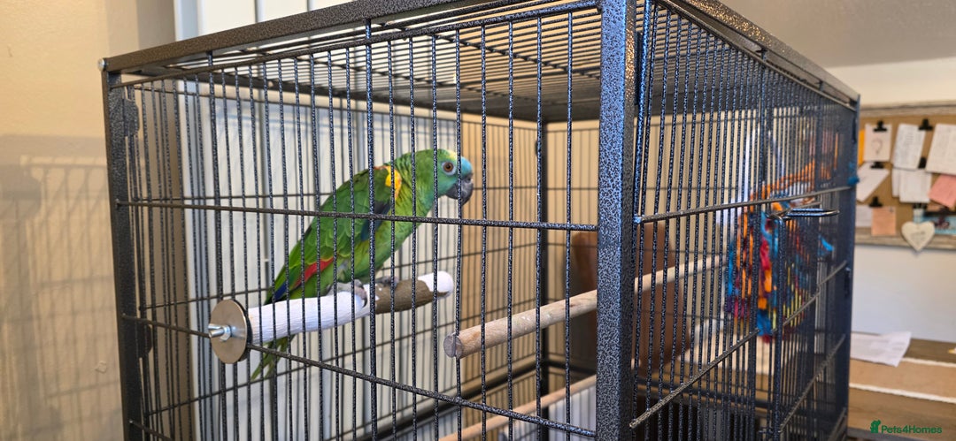 Parrots birds for sale: Yellow Headed Amazon Parrot   - Advert 3