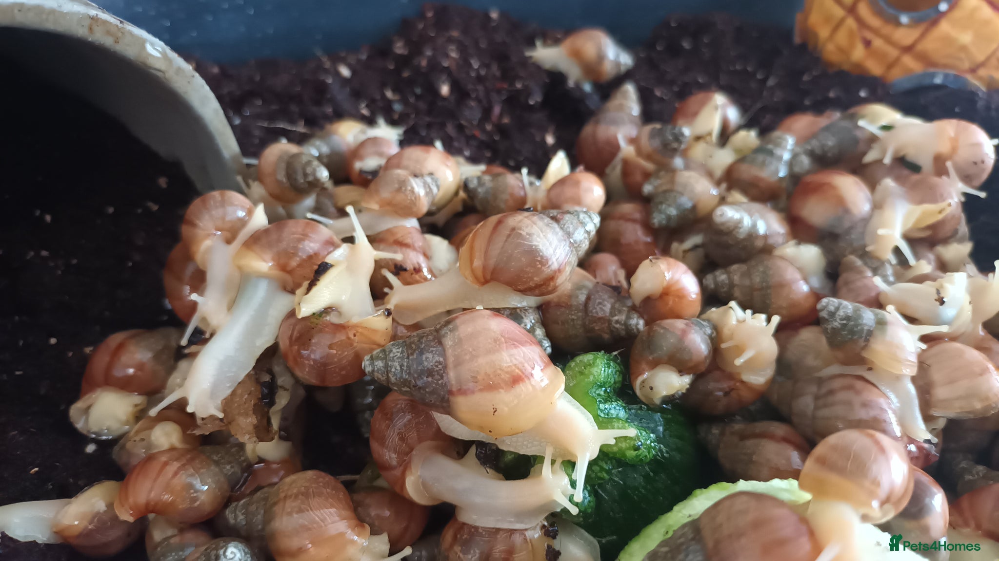 Snails invertebrates Giant African Land Snails  - Advert 1