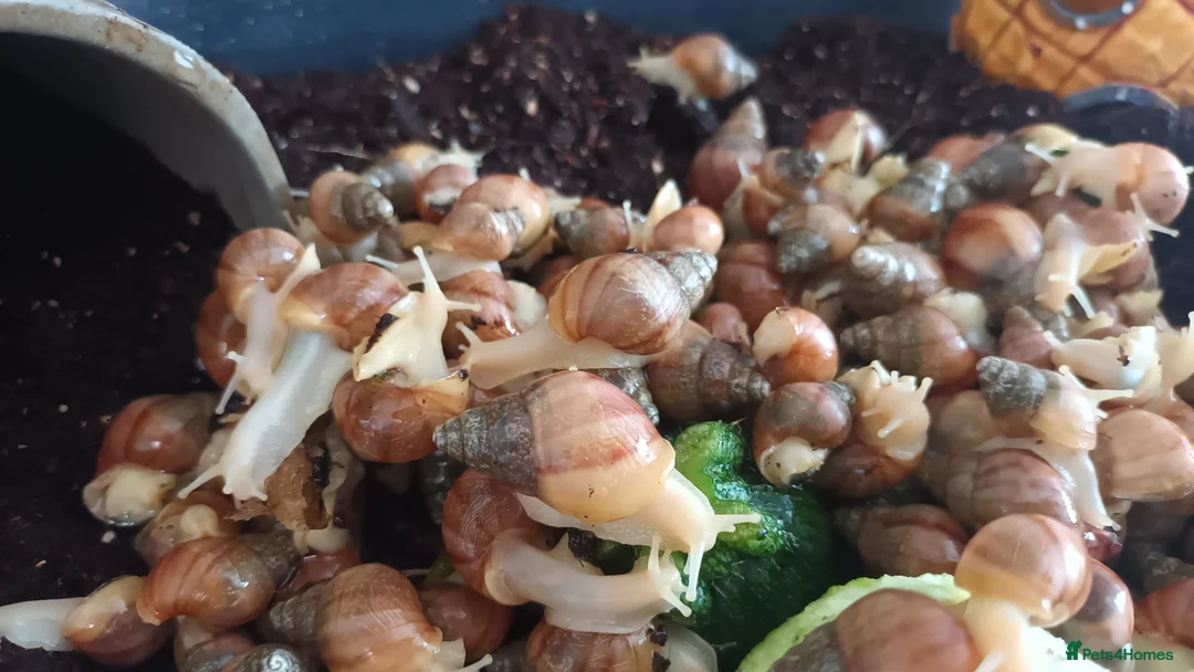 Snails invertebrates for sale: Giant African Land Snails  - Advert 1