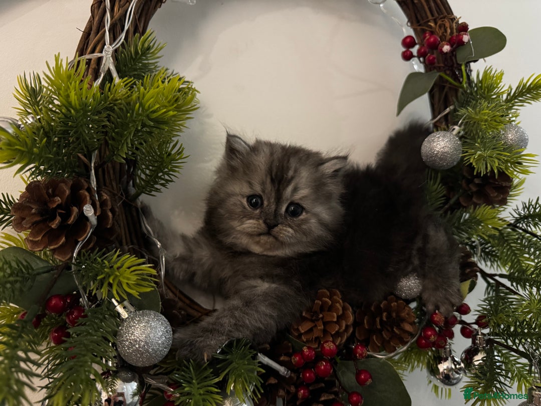 Persian cats for sale: 🤍🩶🤎🖤Smoke persian left🖤🤎🩶🤍 - Advert 14