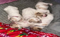 Cavapoochon dogs for sale: Cavapoochon! Our December Reindeer Litter!  - Image 23