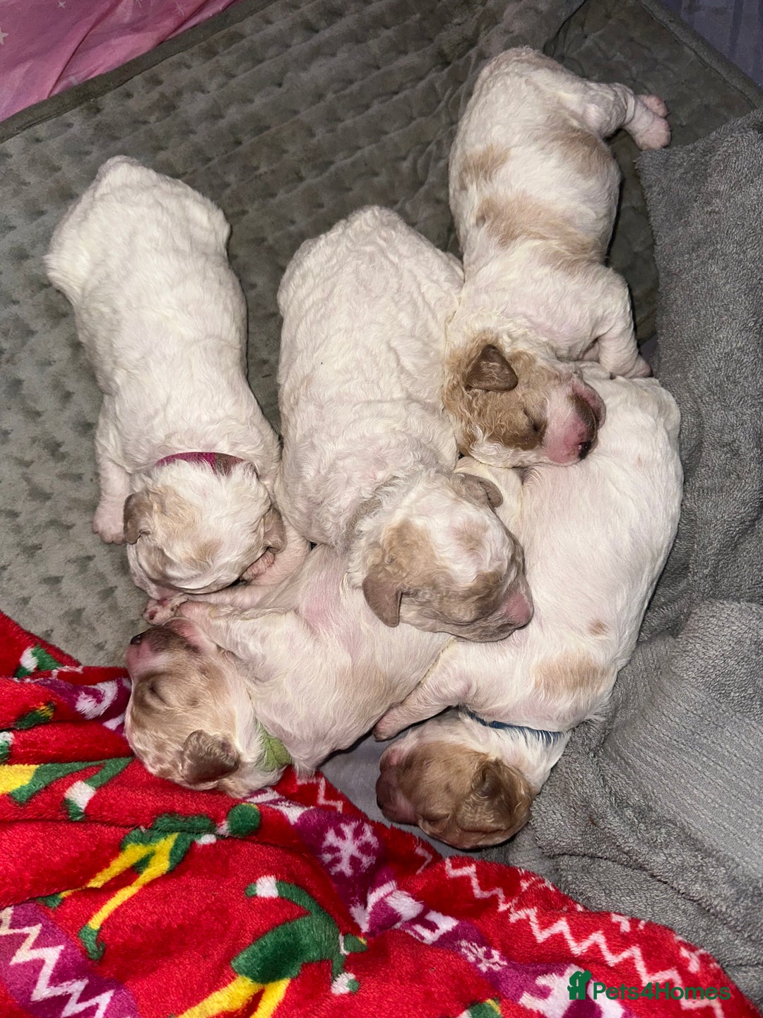 Cavapoochon dogs for sale: Cavapoochon! Our December Reindeer Litter!  - Image 23