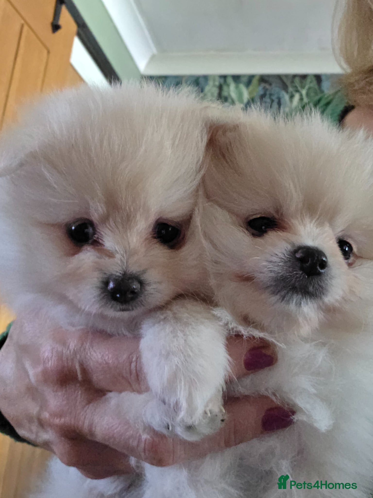 Pomeranian dogs Little pom babies  - Advert 7