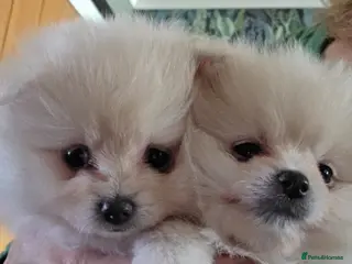 Pomeranian dogs Little pom babies - Advert 15