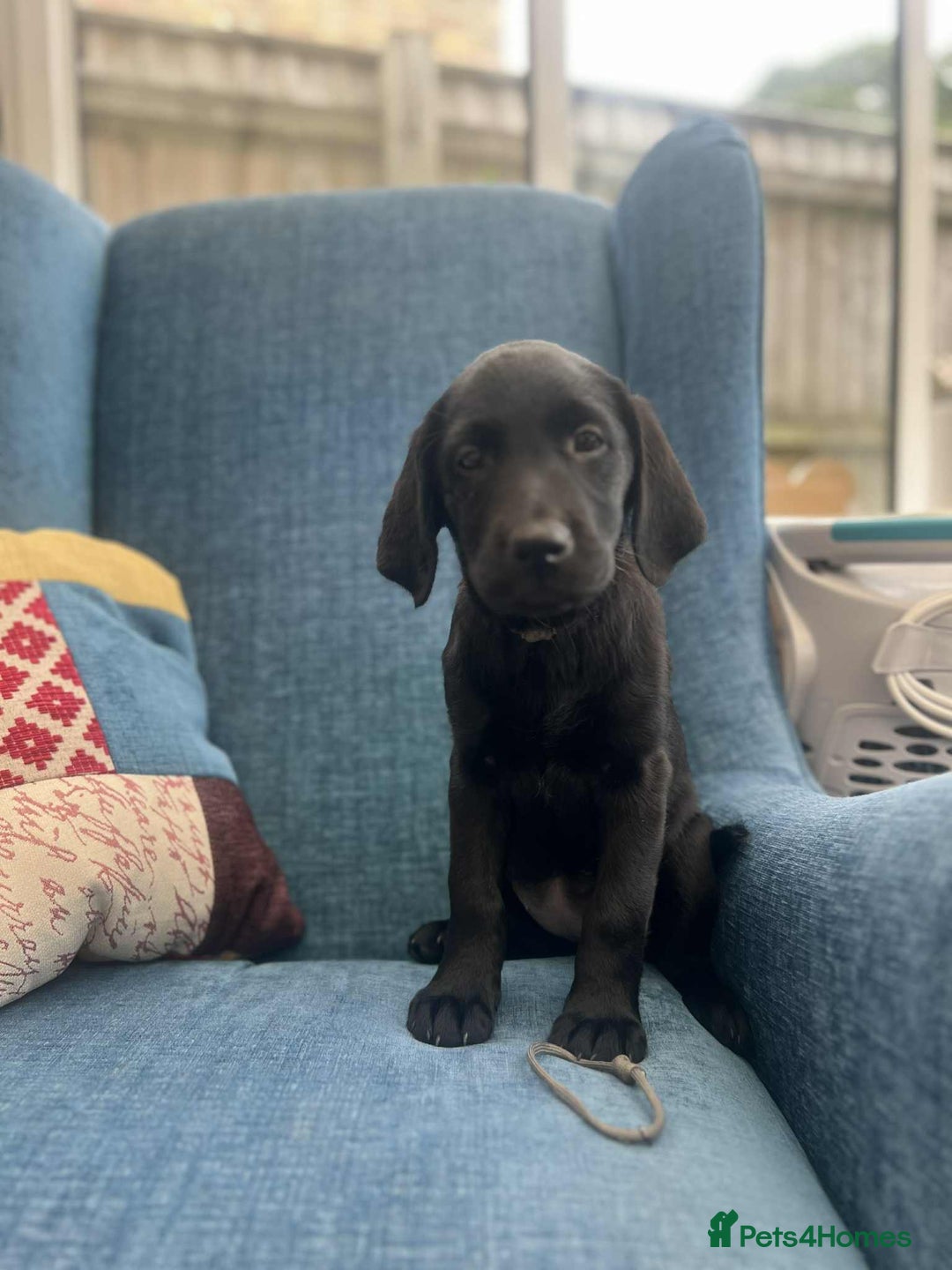Goldador dogs for sale: Golden retriever x Labrador Retriever puppies - Image 1