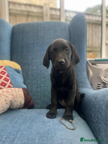 Goldador dogs - Advert 3